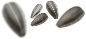 Sunflower seeds PNG-42953